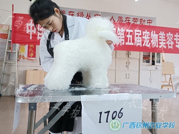 精思雕琢 练就技艺——我校宠物专业在中国宠物美容专赛喜获佳绩