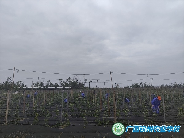 广西钦州农业学校与海南果一霸农业有限公司达成校企合作，共促农业发展新篇章