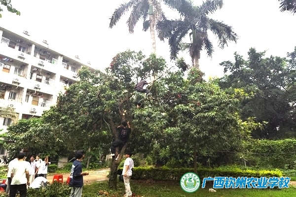 红荔飘香满校园 共享甜蜜暖人心 ——我校组织开展荔枝采摘分发活动